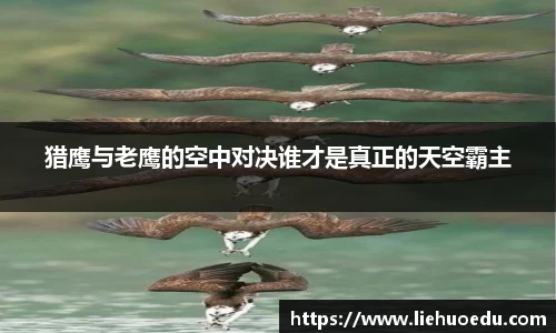 猎鹰与老鹰的空中对决谁才是真正的天空霸主